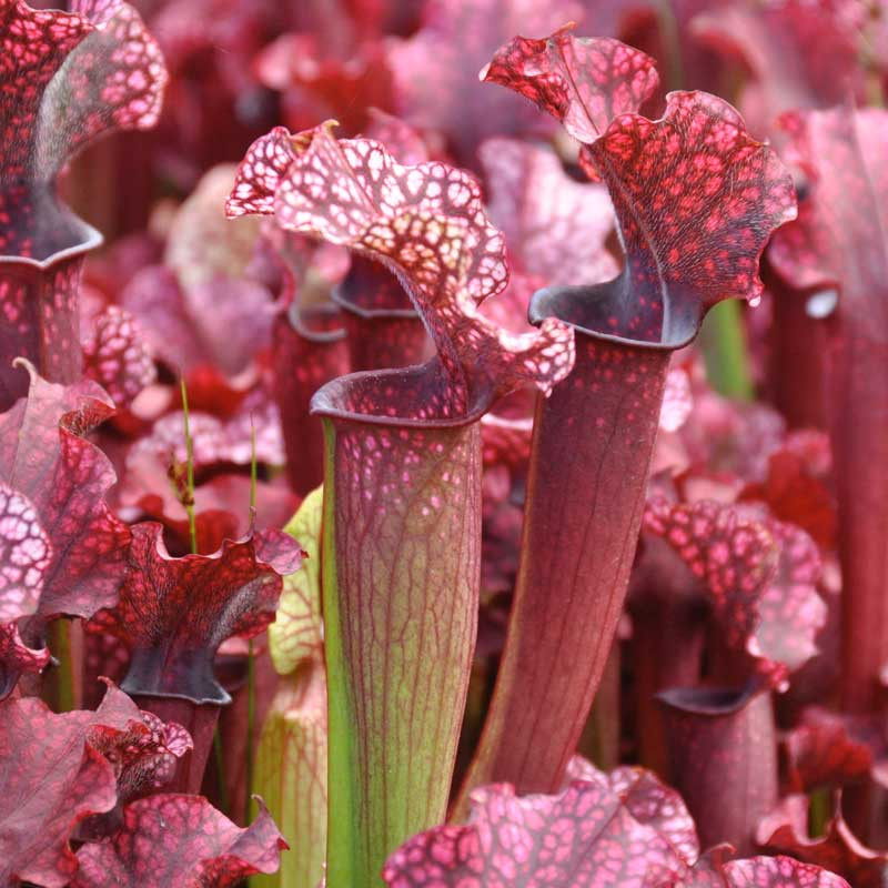 Sarracenia Judith Hindle for Sale. Grow Carnivorous Plants!