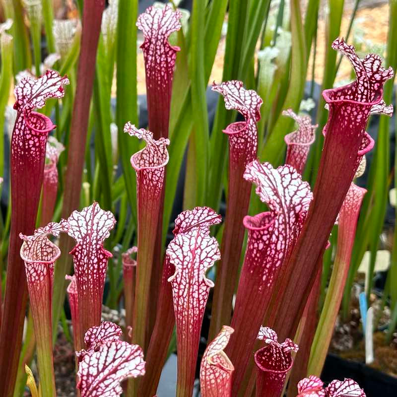 Planta Carnivora Sarracenia Leucophylla - Envío Gratis | Cuotas Sin Interés - Foto 13