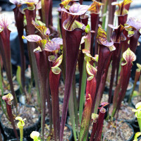 Sarracenia flava rubricorpora for Sale