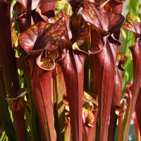 Sarracenia flava rubricorpora