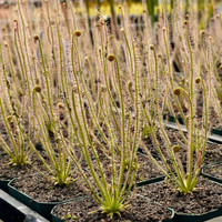 Drosera filiformis