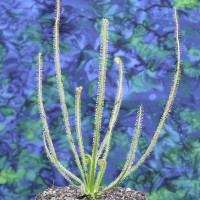 Drosera Florida Giant for Sale