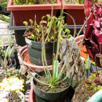 Drosera Florida Giant for Sale