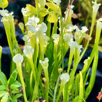 Sarracenia leucophylla, Green AF