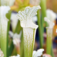 Sarracenia Schnell's Ghost