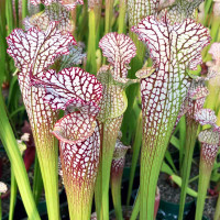 Sarracenia leucophylla Tarnok
