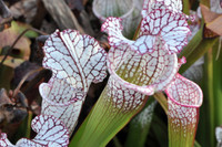 Sarracenia leucophylla, "Cool White"