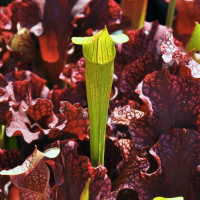 Sarracenia alata, mixed forms