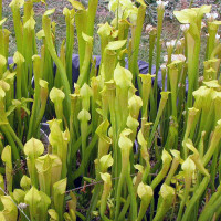 Sarracenia alata, mixed forms