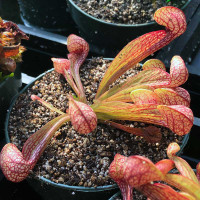 Sarracenia psittacina for Sale