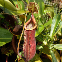 Nepenthes Wrigleyana, mother plant.