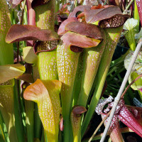 Sarracenia alata x minor