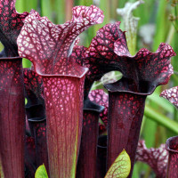Sarracenia Judith Hindle