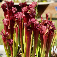 Sarracenia Judith Hindle