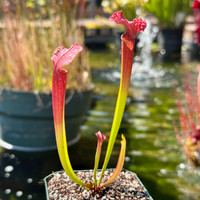 Sarracenia Judith Hindle