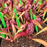 Sarracenia Scarlet Belle