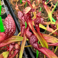 Sarracenia Scarlet Belle