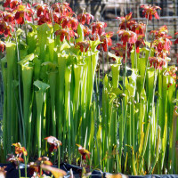 Sarracenia leucophylla x oreophila