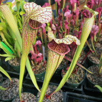 Sarracenia leucophylla x oreophila