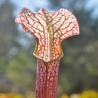 Sarracenia leucophylla x rubra Giant