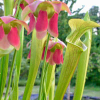 Sarracenia Mountain Splendor