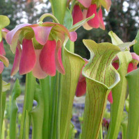 Sarracenia Mountain Splendor