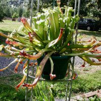 Sarracenia Medusa in a hanging pot with late season pitchers.