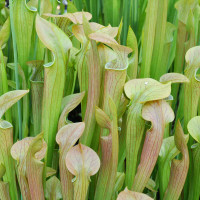 Sarracenia Appalachian Spring for Sale