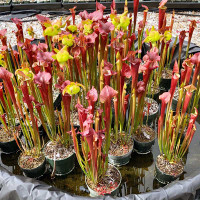 Sarracenia Hank