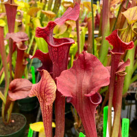 Sarracenia Hank for Sale