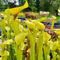 Sarracenia Don's Flav for Sale