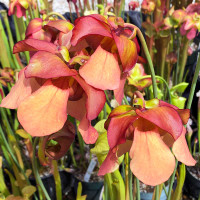 Orange flowers of Sarracenia Siskiyou Autumn