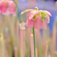 Sarracenia Chadwick