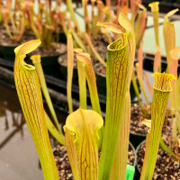 Sarracenia Chadwick