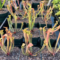 Sarracenia rubra wherryi for Sale