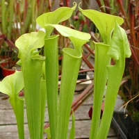 Sarracenia flava, Founder's