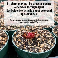 Sarracenia flava Founder's Plant