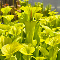 Sarracenia flava, Founder's