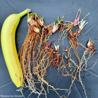 Bare root rhizomes - Recent Divisions