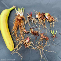 Bare root rhizomes - Recent Divisions