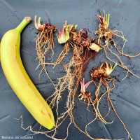 Bare root rhizomes - Recent Divisions