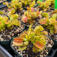 Dionaea Venus Flytrap
