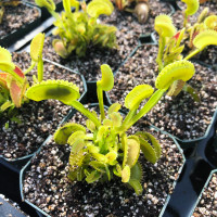 Dionaea Dente Flytrap