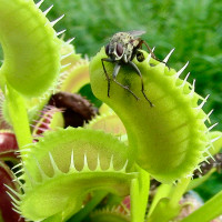 Dionaea Dente Flytrap