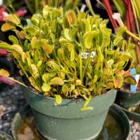 King Henry Flytrap