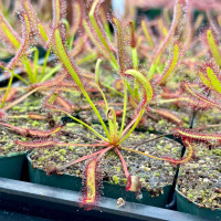 Drosera capensis, Broad Leaf, for Sale