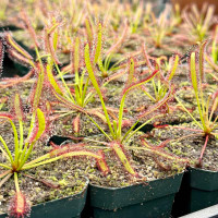 Drosera capensis, Broad Leaf, for Sale