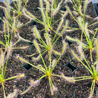 Drosera capensis, White Leaf, for Sale