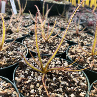 Drosera regia for Sale