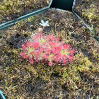 Drosera roseana